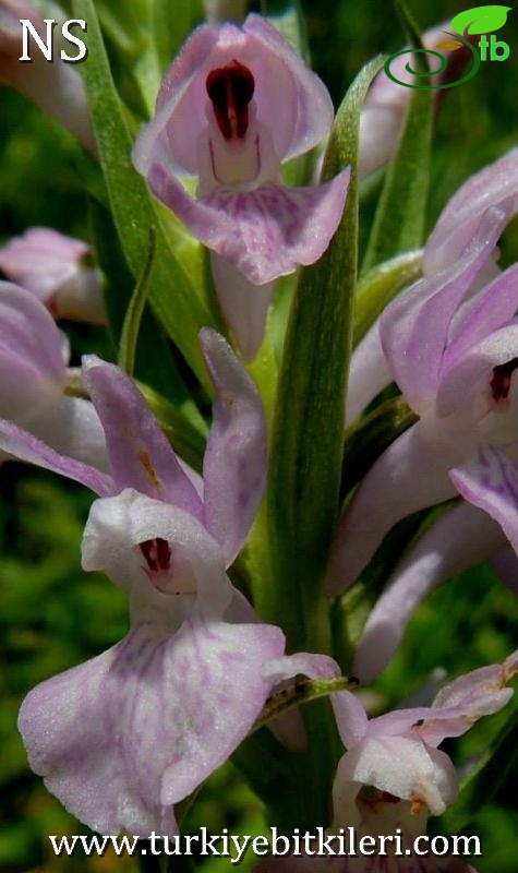 subsp. saccifera-Denizli