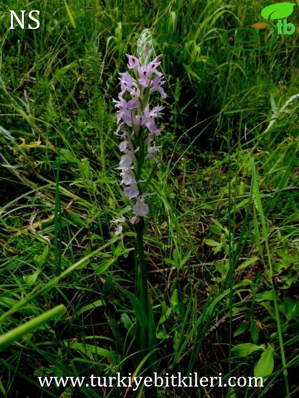subsp. saccifera-Denizli