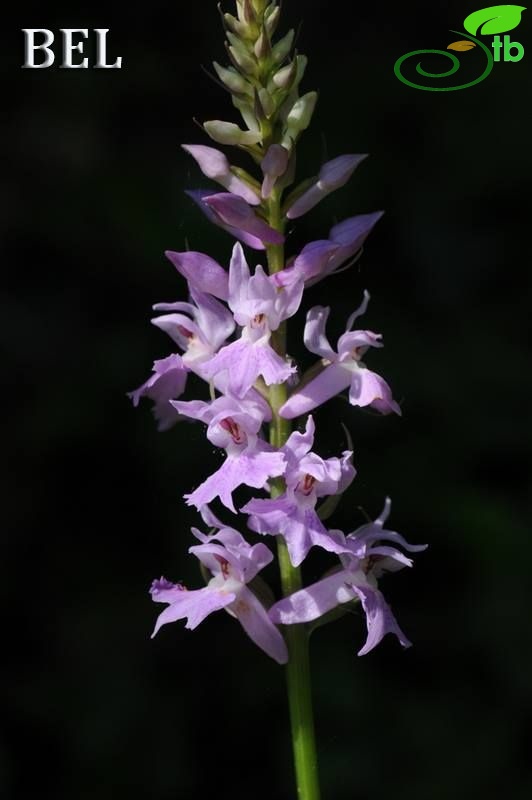 subsp. saccifera