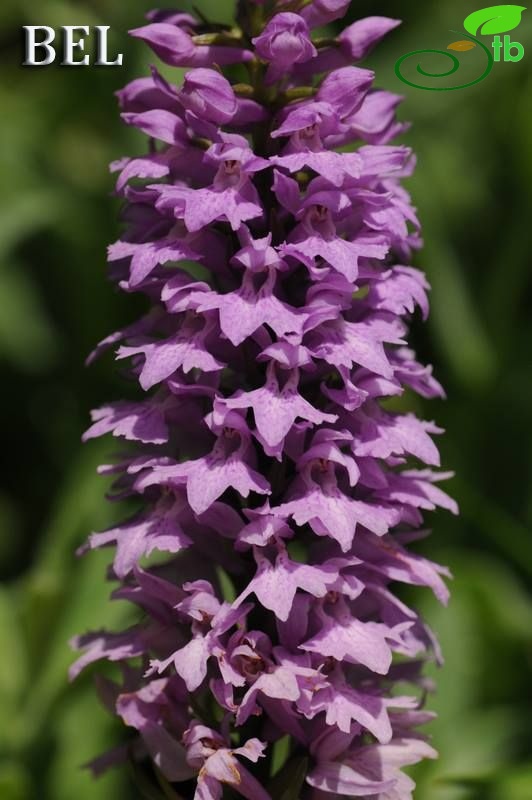 subsp. saccifera