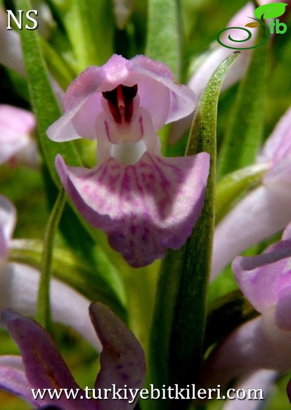 subsp. saccifera-Denizli