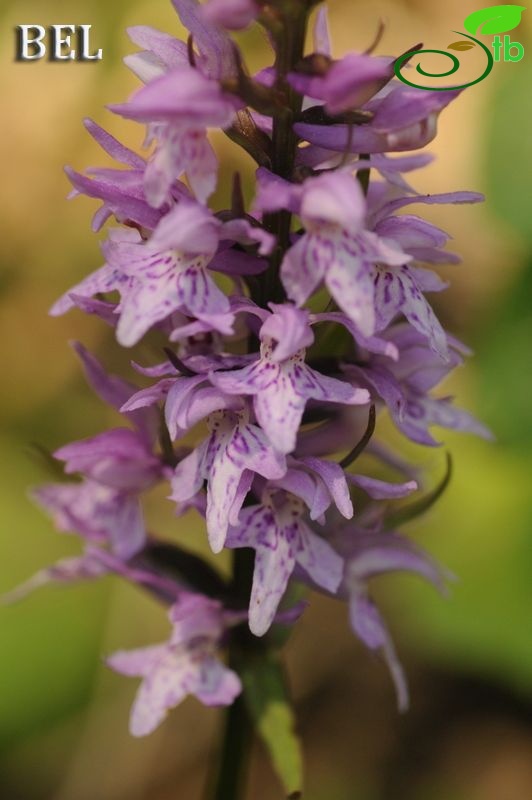 subsp. bithynica