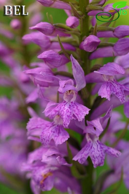 subsp. saccifera