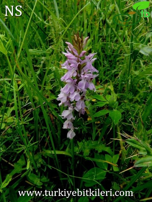 subsp. saccifera-Denizli