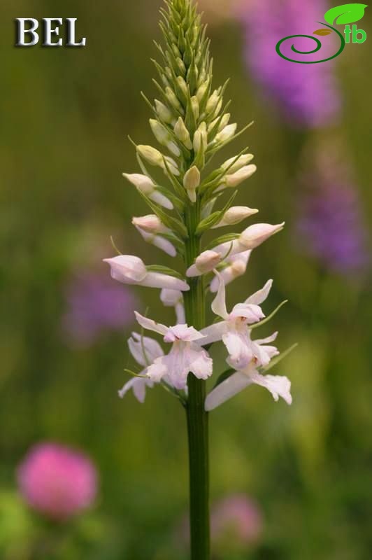 subsp. saccifera