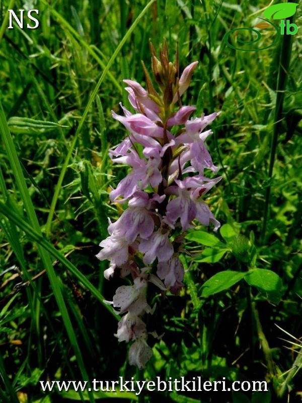 subsp. saccifera-Denizli
