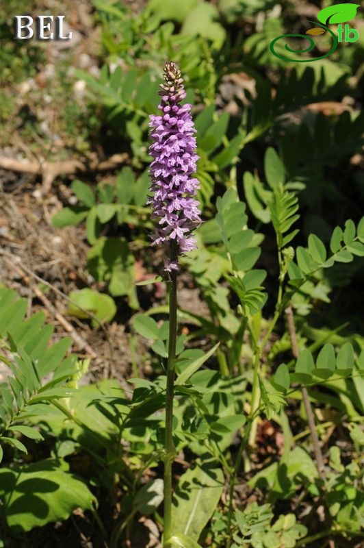 subsp. bithynica
