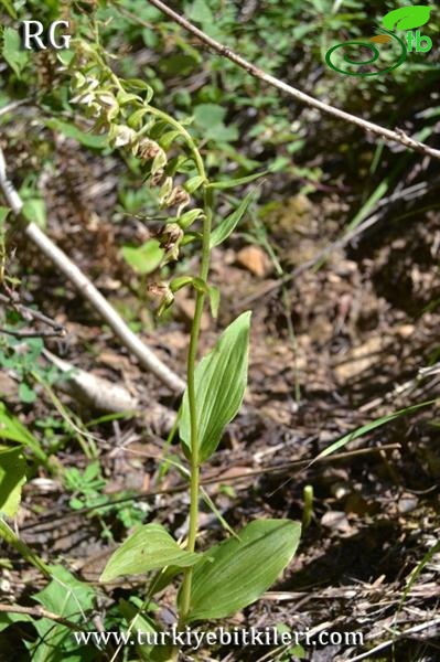 Ilgaz dağları-Kastamonu