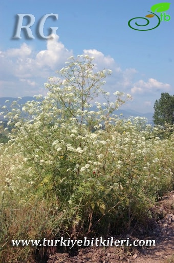 Yeniçağa-Bolu