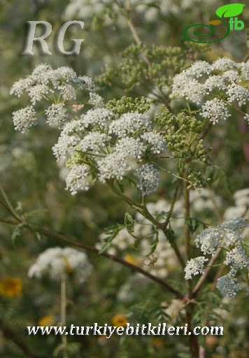 Yeniçağa-Bolu