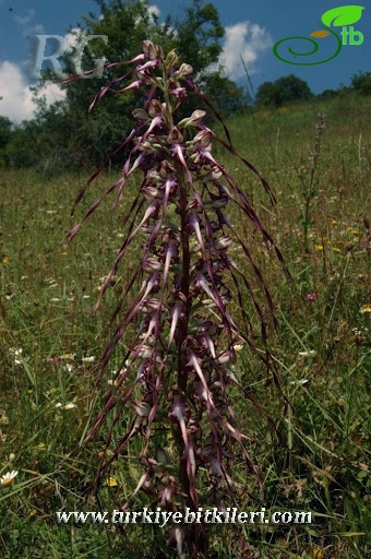 Kartalkaya-Bolu