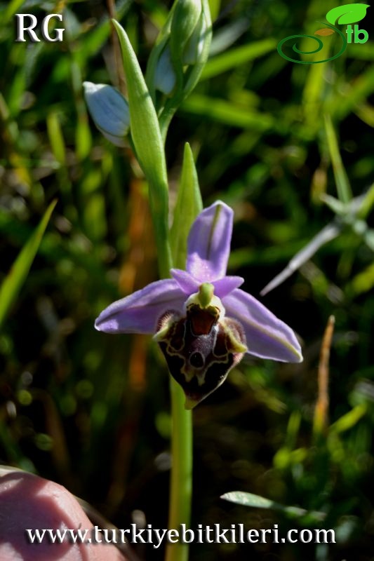 Ssp calypsus-Datça-Muğla