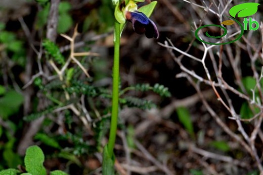 subsp. omegaifera-Datça-Muğla