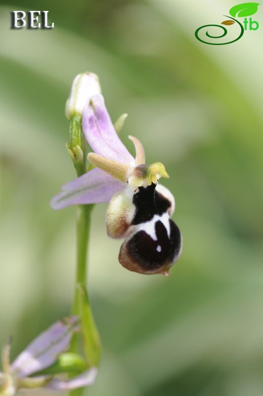 ssp. leucotaenia