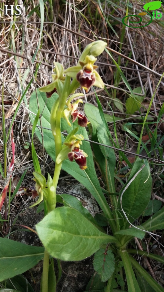 subsp.calycadniensis- Silifke