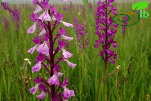 ssp dielsiana