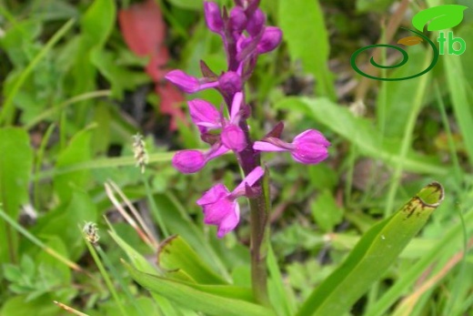 ssp dielsiana