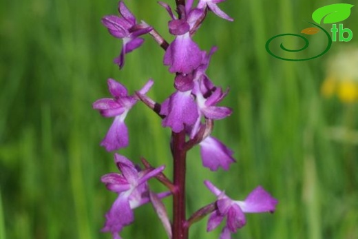 subsp. dielsiana