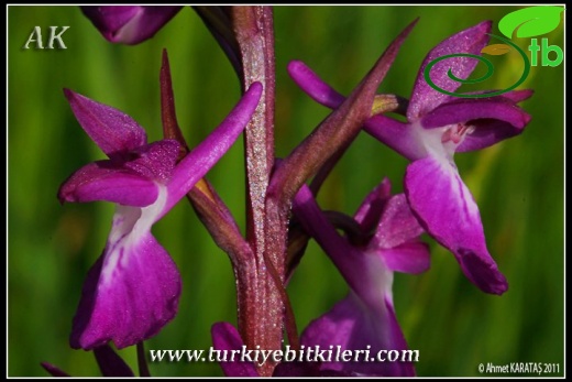 subsp. dinsmorei