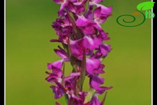 subsp. dinsmorei