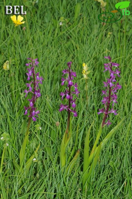 subsp. dielsiana