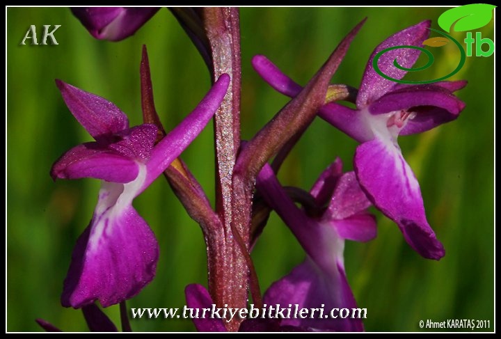 subsp. dinsmorei