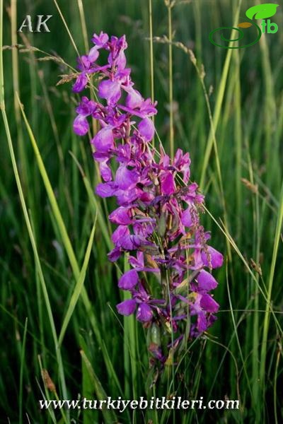 subsp. dinsmorei