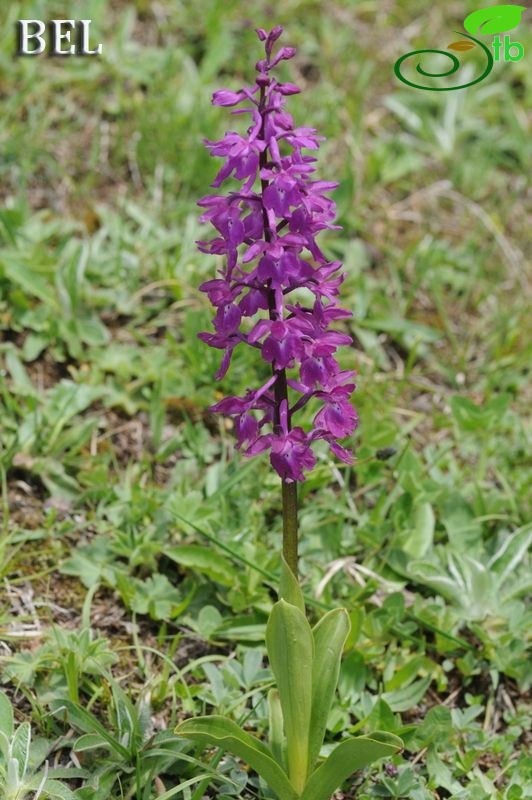 subsp. mascula