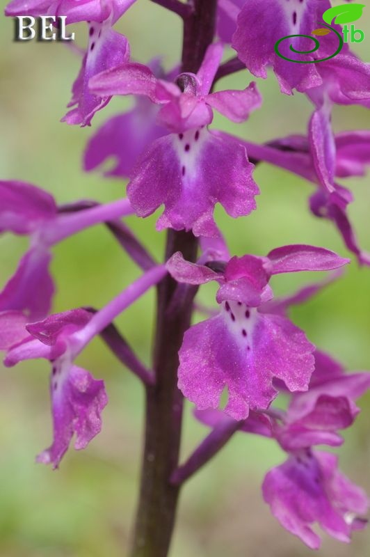 subsp. mascula