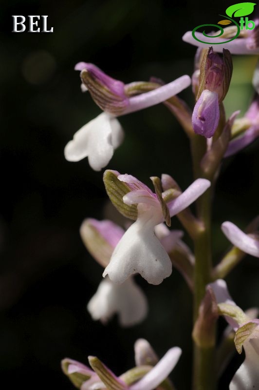 subsp. syriaca