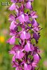 subsp. elegans
