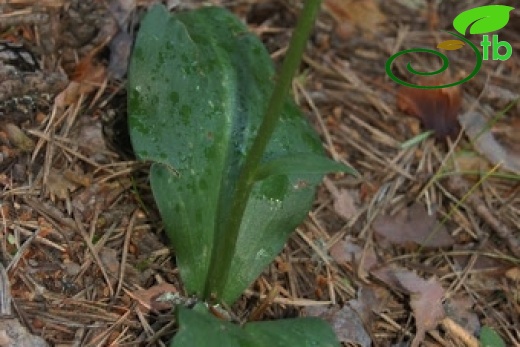 Bolu