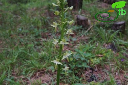 Bolu