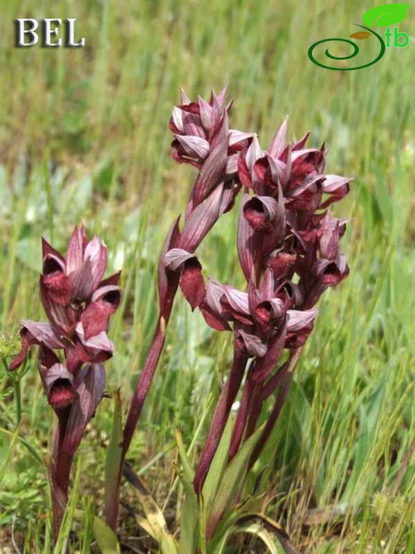 subsp. orientalis-Kıbrıs