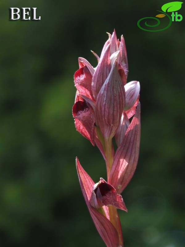 subsp. orientalis-Kıbrıs