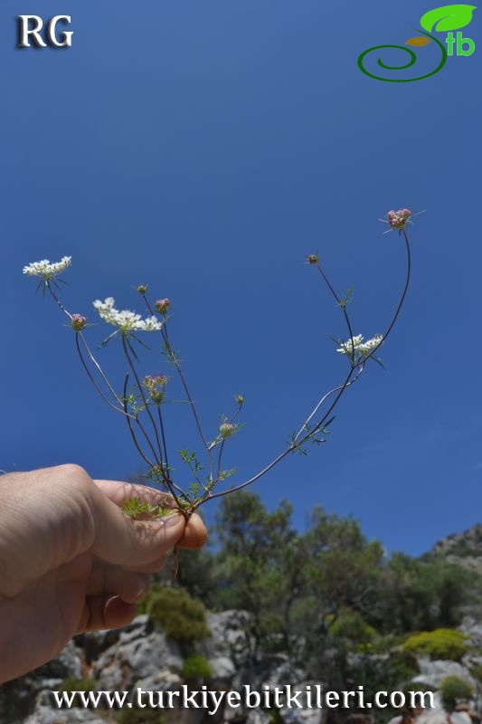 Datça-Muğla