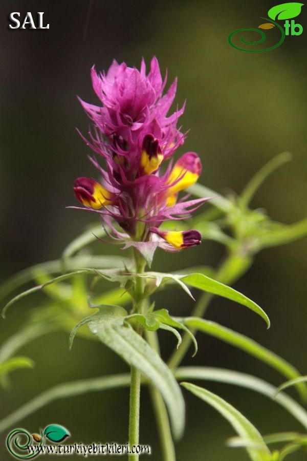 var. elatius-Trabzon