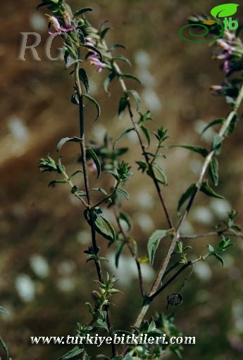Yeniçaga-Bolu