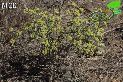 subsp. sibthorpiana-Niğde