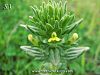subsp. flaviflora-Batman