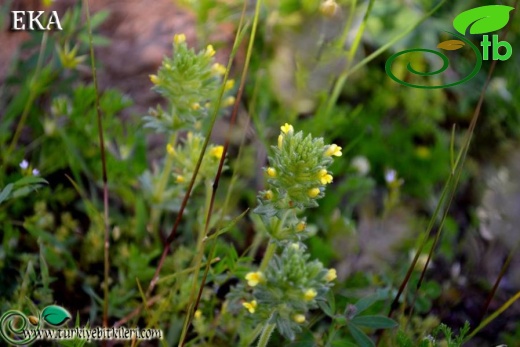 subsp. flaviflora-Hatay