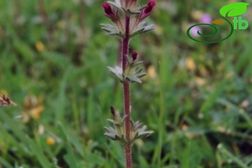 ssp latifolia-Sivas