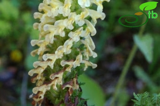 Ilgaz dağları