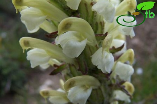 var sibthorpii