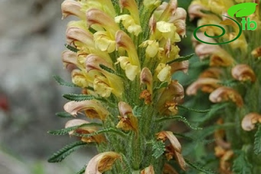 var sibthorpii-Posof-Ardahan