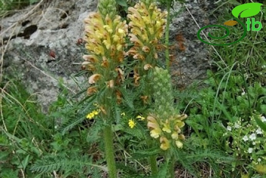 var sibthorpii-Posof-Ardahan