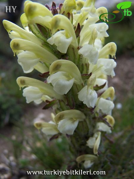 var sibthorpii