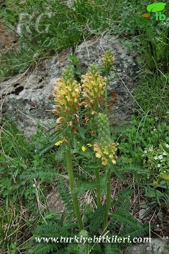 var sibthorpii-Posof-Ardahan