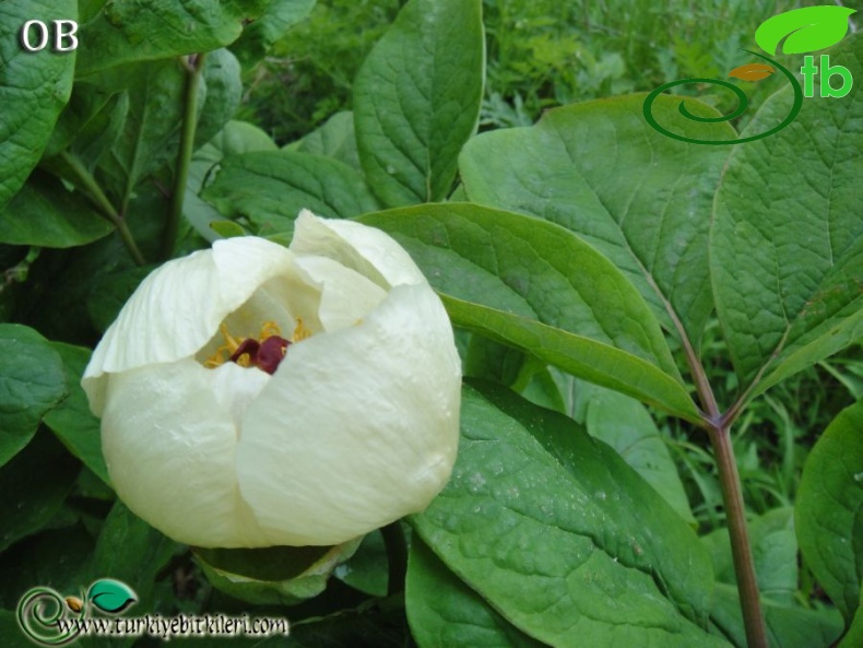subsp. macrophylla-Rize