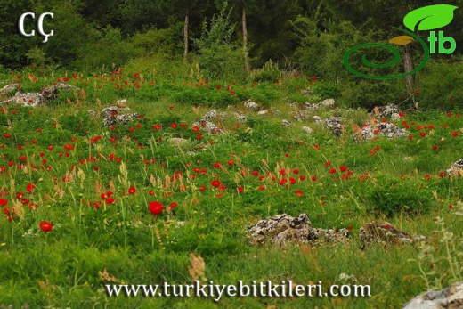 İzmir